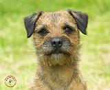 Border Terrier 8W44D-23